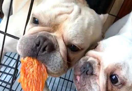 狗为啥不能吃牛肉 6d67c1afe386483da613b4282aa6645a.jpeg