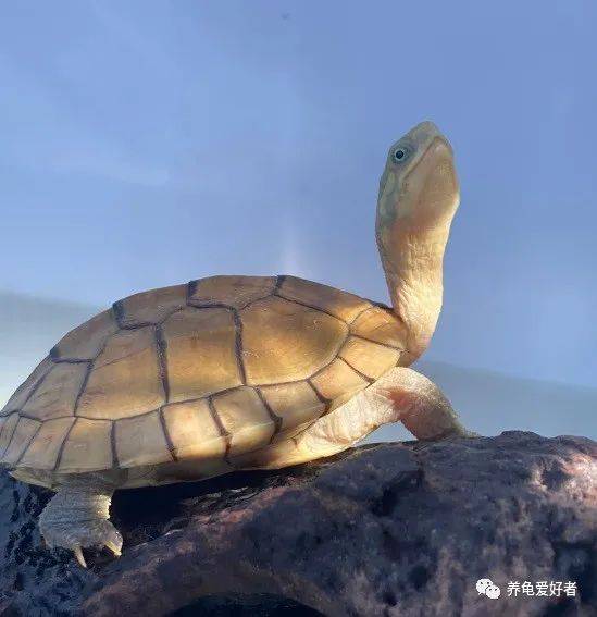 梦中的黄色乌龟，祥瑞之兆还是内心信号？深度解析梦见黄色乌龟是什么意思