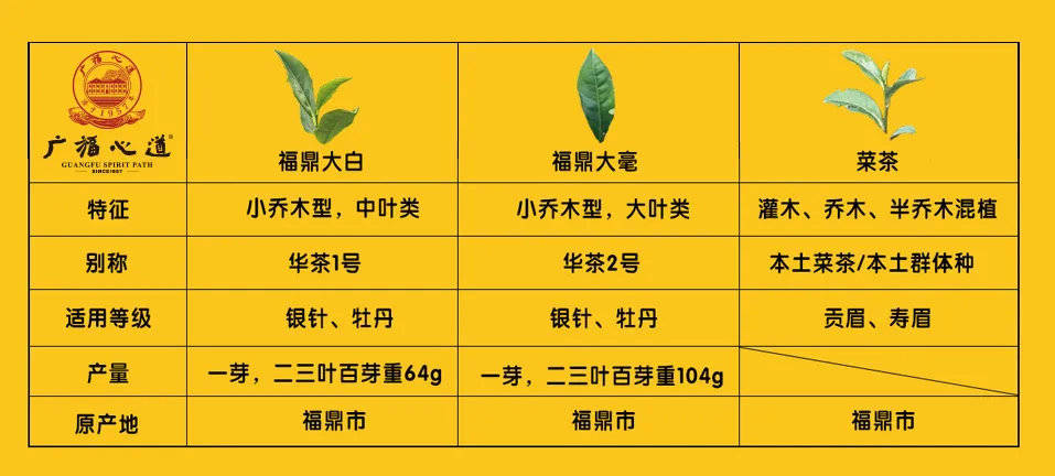 为什么白茶的价格有高低,有人说原因居然是树种?_福鼎