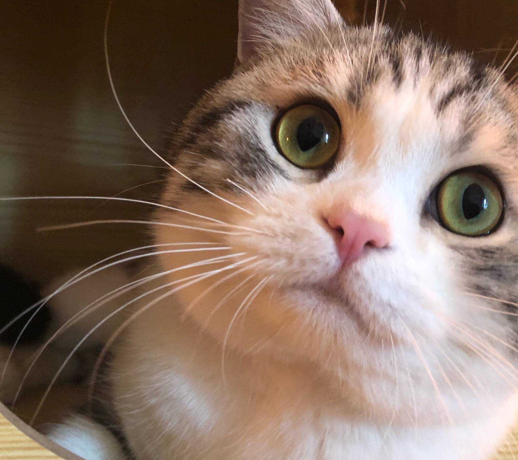 动画片|起司猫是什么品种呢？美国短毛猫都叫起司吗？