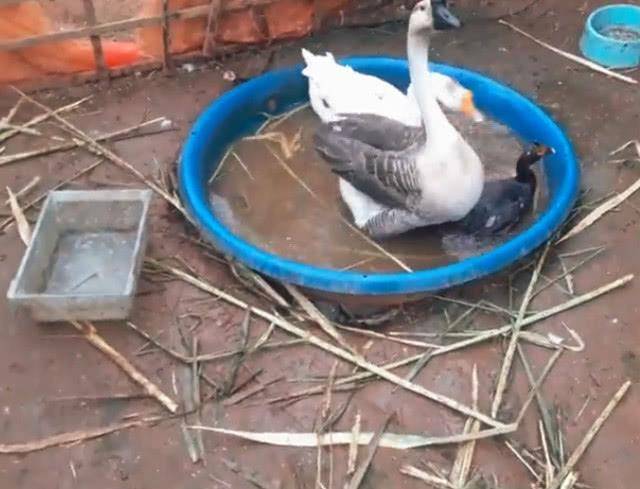 原创鸭子被两只鹅压在水里轮番欺负却毫无反抗之力你们欺鸭太甚了