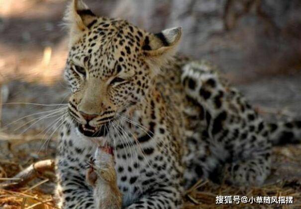 松鼠却来了一个绝地反击,既然花豹的豹牙那么锋利,那松鼠首先出击