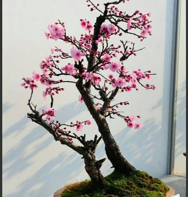 原创春节期间家中养盆傲雪斗霜的梅花盆景给喜庆的节日添彩