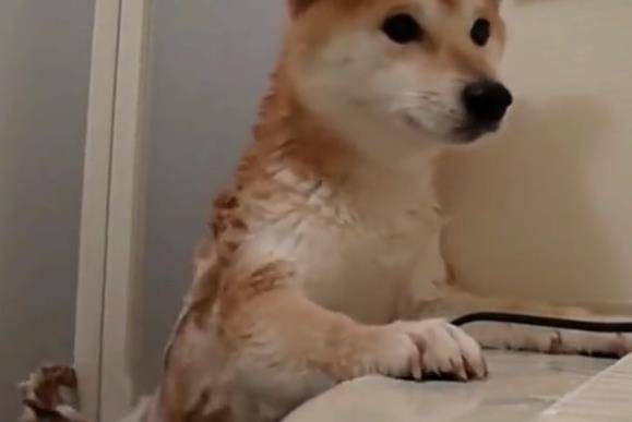 柴犬不想洗澡, 懸在浴缸上做平板支撐, 主人回來看到這一幕笑哭 萌趣萌寵 第3张