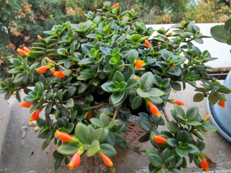 花朵像鱼嘴 金鱼吊兰的促花诀窍 花开不断 温度