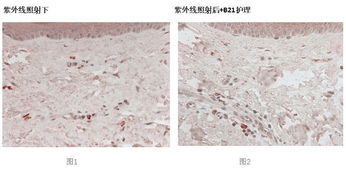 品牌|人生第一瓶贵妇面霜,无医美不垮脸!