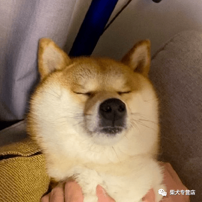 宠物|柴犬挑食怎么办？