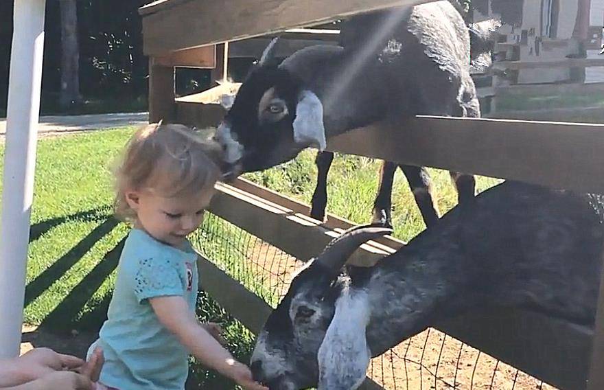爸爸带女儿户外游玩，第一次尝试喂山羊，却惨遭山羊“毒手”
