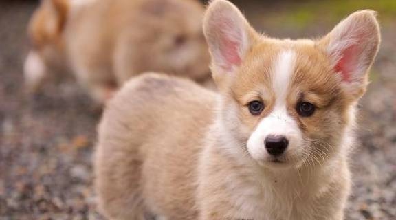 肠胃|原来这才是柯基“断尾”的原因，你会让它断尾吗？