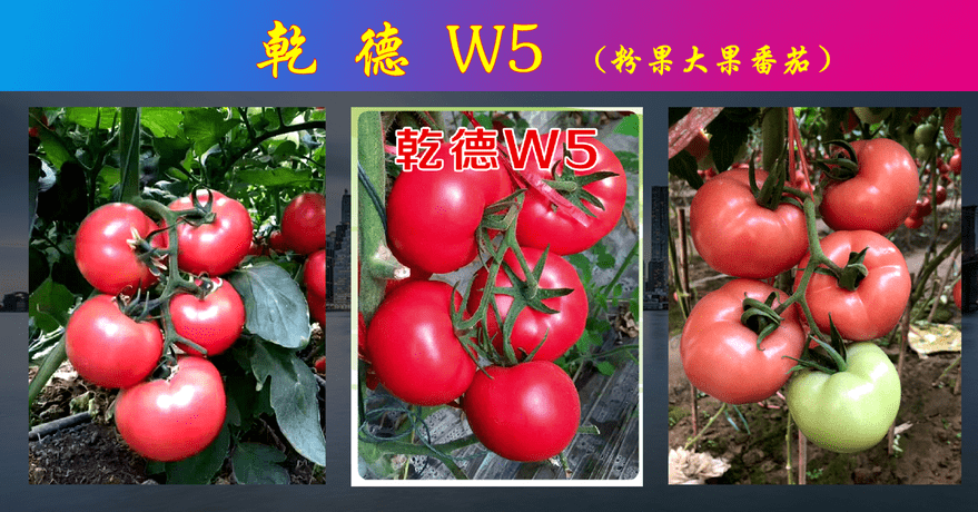 2ea0719295174d3ea806cb2117d31644.png