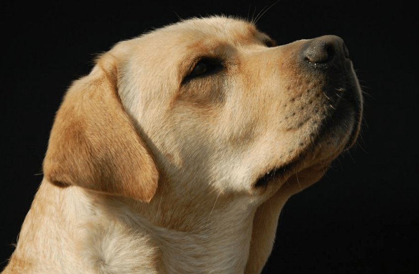 意思|在拉布拉多犬眼里，主人摸它的头部，代表这些意思！