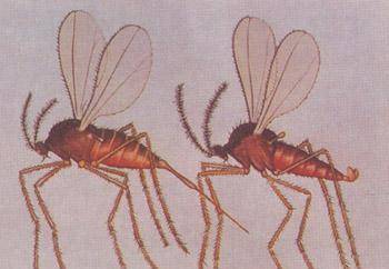 种族延续亿年 无论形态还是习性都演化得极为成功的双翅目 昆虫