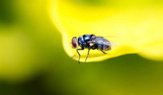 昆虫的排名_昆虫简笔画(2)