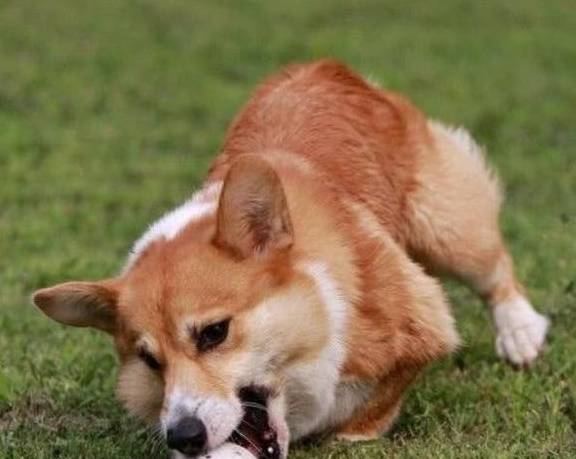 肠胃|原来这才是柯基“断尾”的原因，你会让它断尾吗？