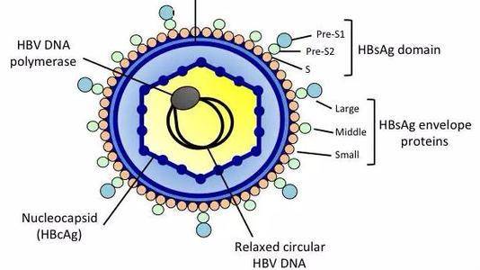 病毒|如果你体检发现两对半异常,知道有乙肝但不知该怎么办,请看此文