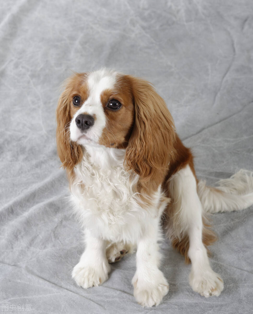 心理测试:选一只动物作为你的宠物,测出你性格中优点与缺点