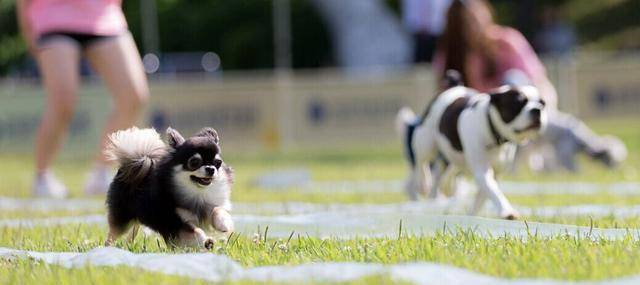 什么|韩国狗狗幼儿园，一夜之间走红网络，集体睡午觉的样子萌翻众人