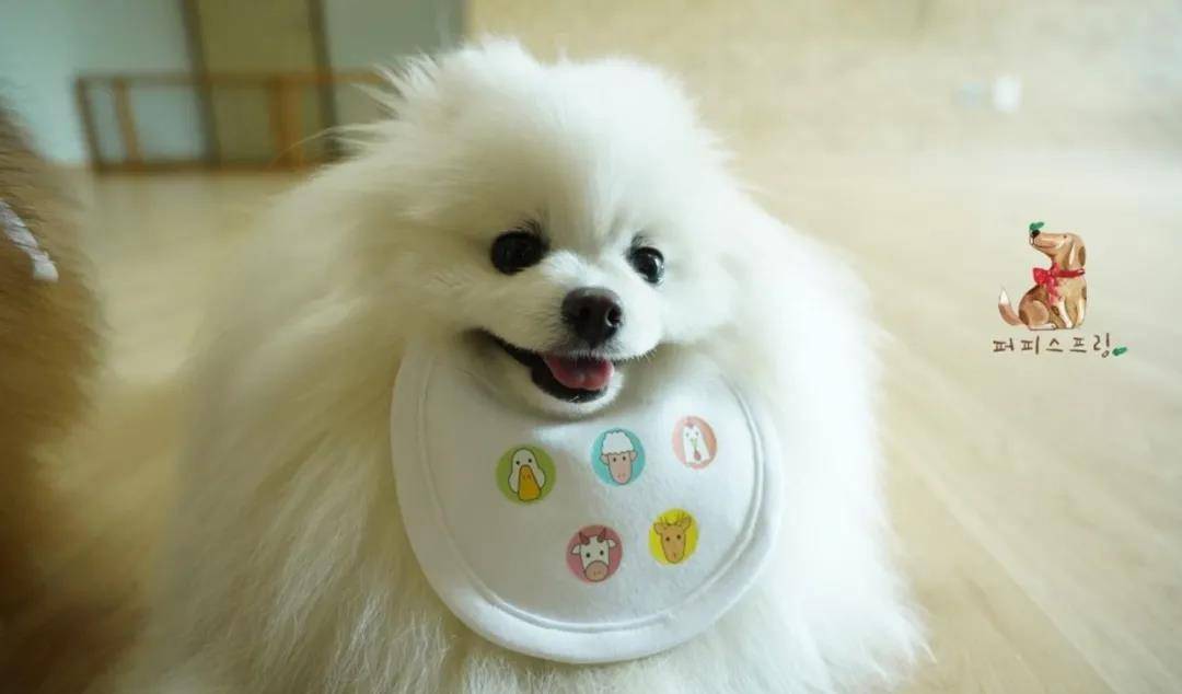 活动|韩国宠物幼儿园开学，狗狗们的新校服萌翻了！还有专属书包口水巾