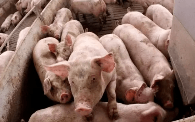 今日生猪最新价格东北 76c44cd33203445baec6c2bca23ba52f.png