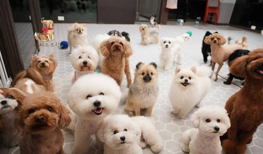 活动|韩国宠物幼儿园开学，狗狗们的新校服萌翻了！还有专属书包口水巾