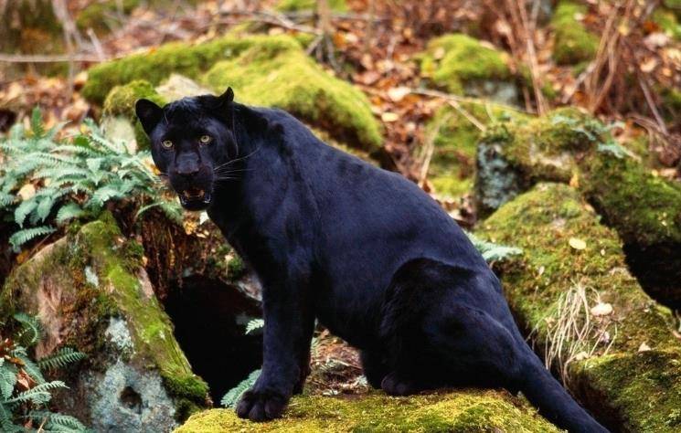 黑豹被称为是自然界中的“捕猎高手”，它是豹子中的王者吗？_美洲豹