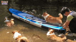 阿泽西|韩国小哥舍弃终身大事，只为养8只柯基！谁能拒绝它们的魅力？