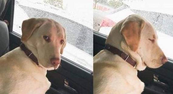 饮食|狗狗“恨你”的7大表现，你家狗子有吗？