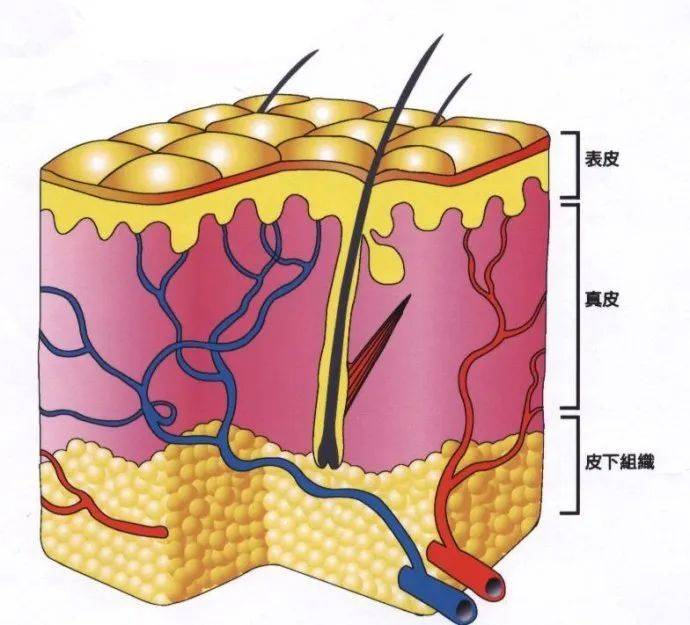 表皮层|不了解皮肤基础结构和类型，就别谈改善皮肤问题！