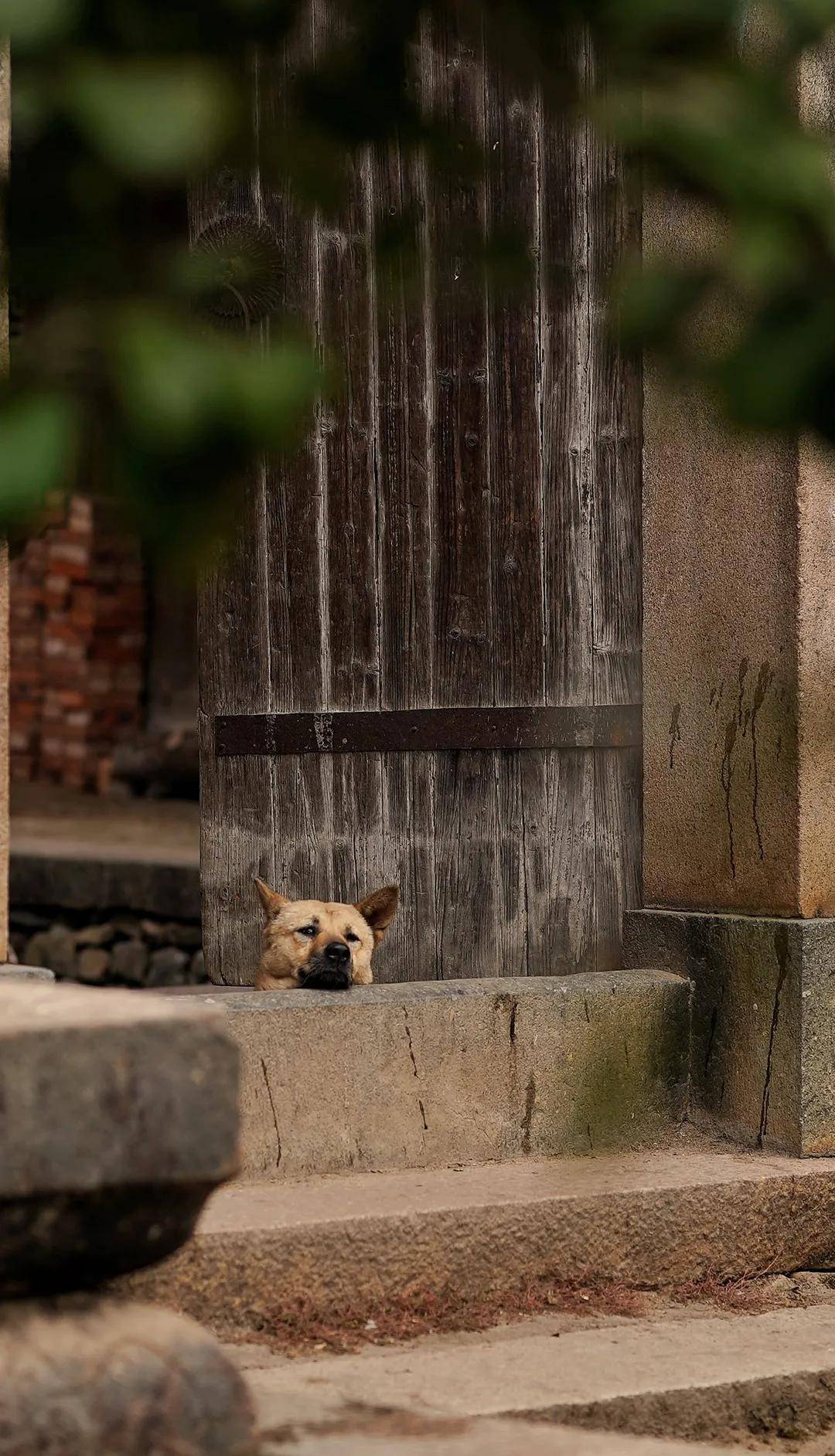 夏日长|大暑 | 长夏终有时，但惜夏日长