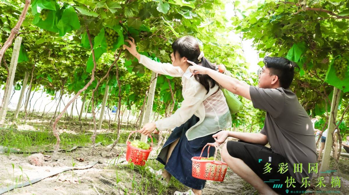 多彩田园，快乐采摘——领克7月摘葡萄活动圆满结束