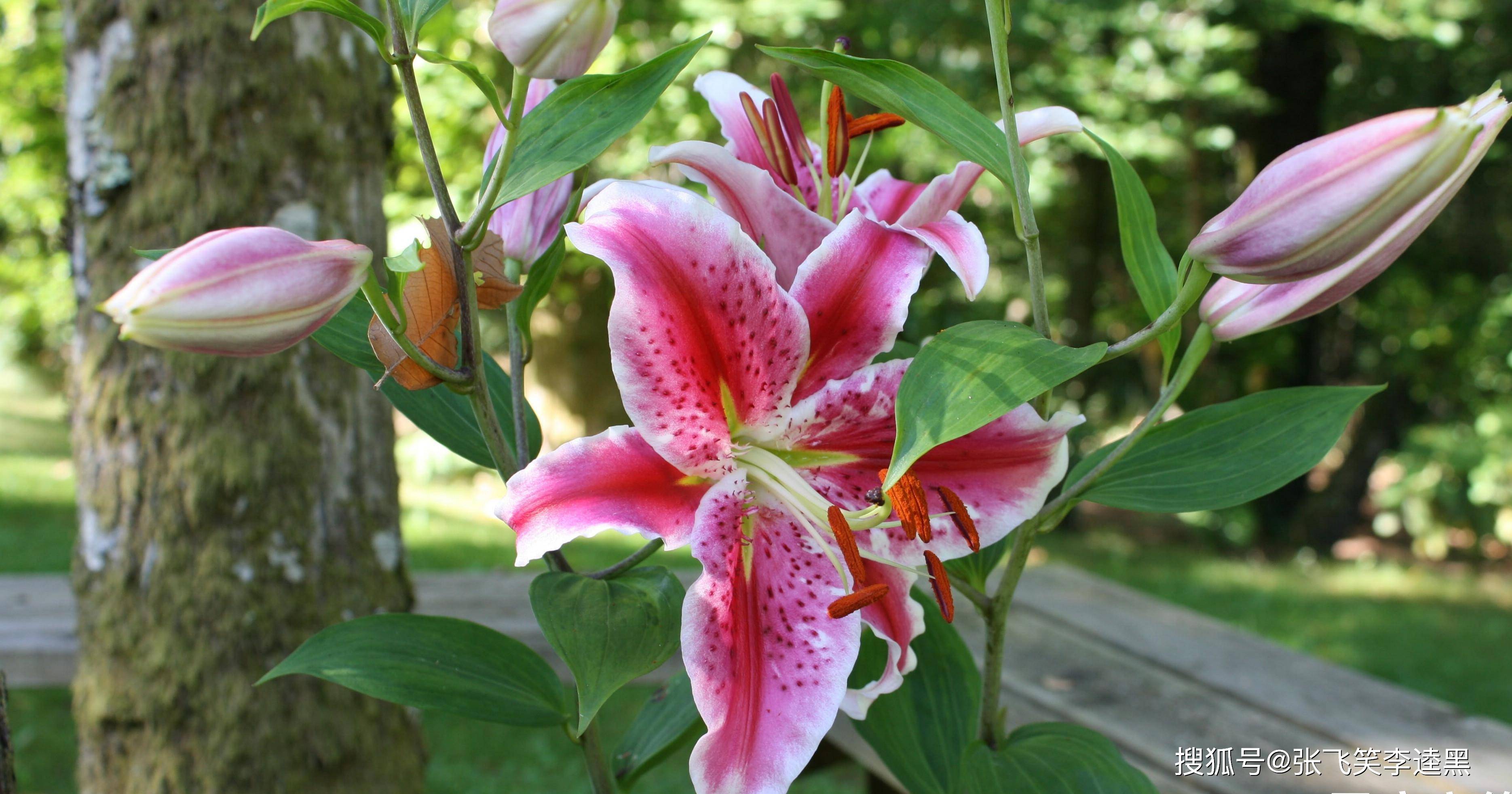 10月9日星座运势 白羊灵活变通 狮子重燃斗志 双鱼如履薄冰 才能