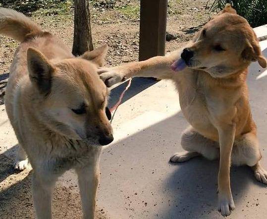 羊奶|狗狗这几种反应，都说明它“吃醋了”