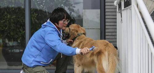 主人|主人常做这几件事，会让狗狗幸福感“爆表”！