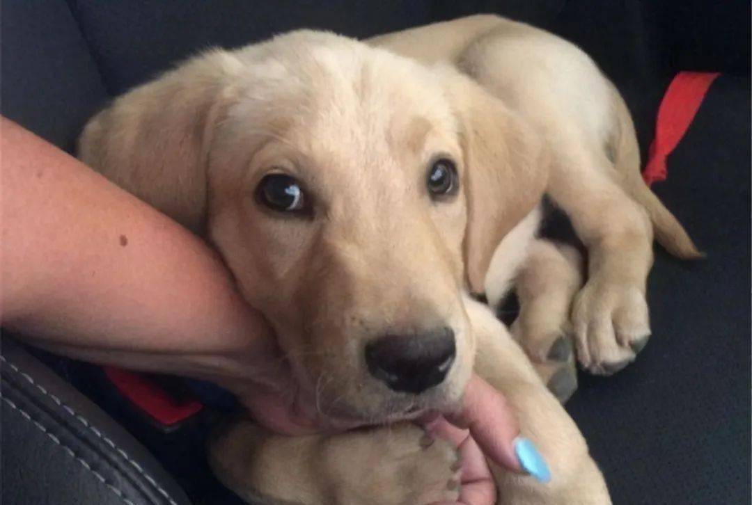 食欲|狗狗最喜欢这7件事,铲屎官多做,它会越来越爱你的