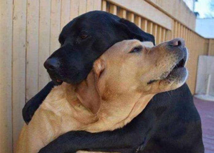 微量元素|想拥有一只“长寿汪”，你要做好这几点！