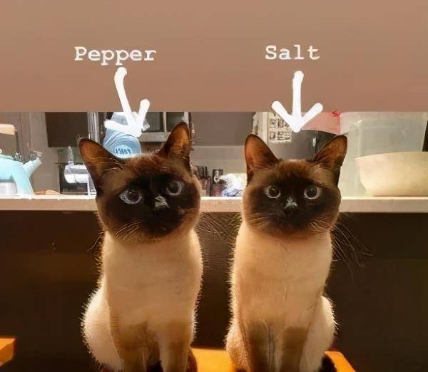 猫咪|骗你养猫系列,养2只猫,就是比养1只猫好