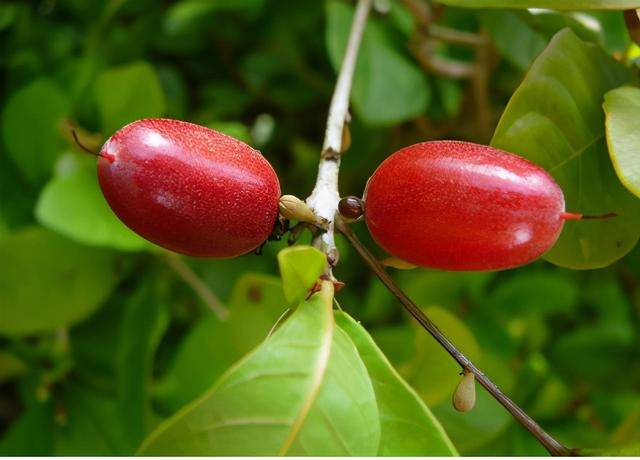 原创含甜蜜素的水果,大小似枸杞,1年结3次果1斤600元,认识吗