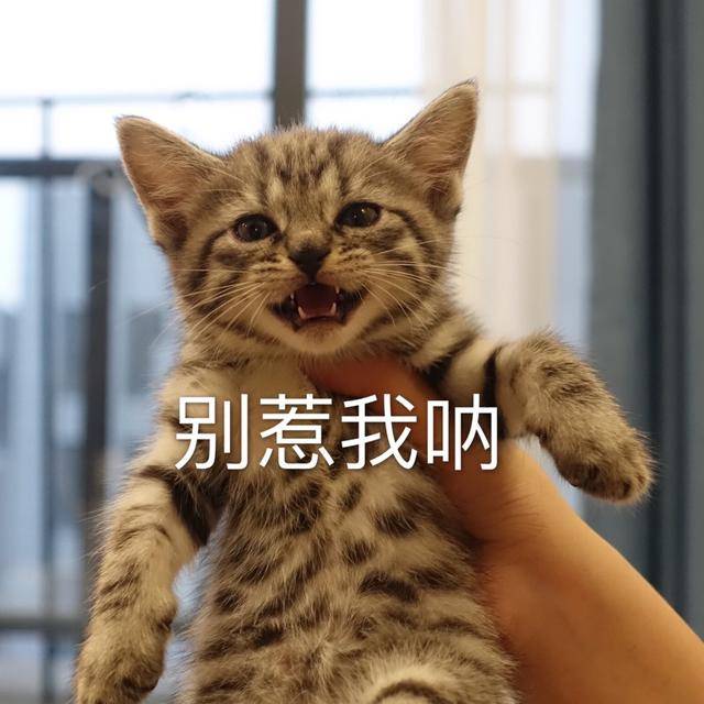 死人|网友说他家的猫咪凶得很！就是奶凶奶凶的，这模样要萌死人了……