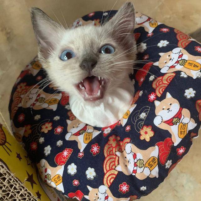 死人|网友说他家的猫咪凶得很！就是奶凶奶凶的，这模样要萌死人了……