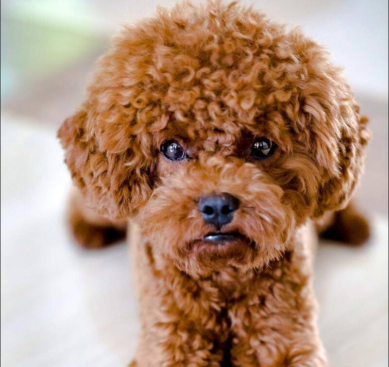 狗狗毛发变黄是老了吗 6624ea5daf0948358750a79e7154b454.jpeg