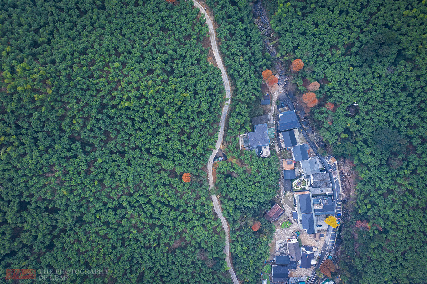 竹酒|亲眼看到活竹子里流出竹酒，为何还有人说是假的？这里的水很深