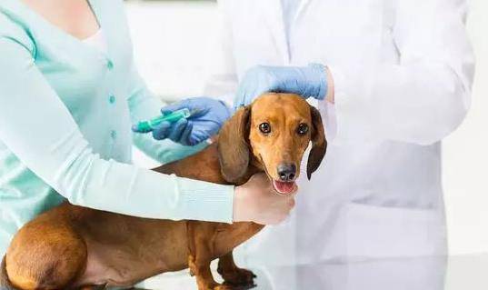 微量元素|想拥有一只“长寿汪”，你要做好这几点！