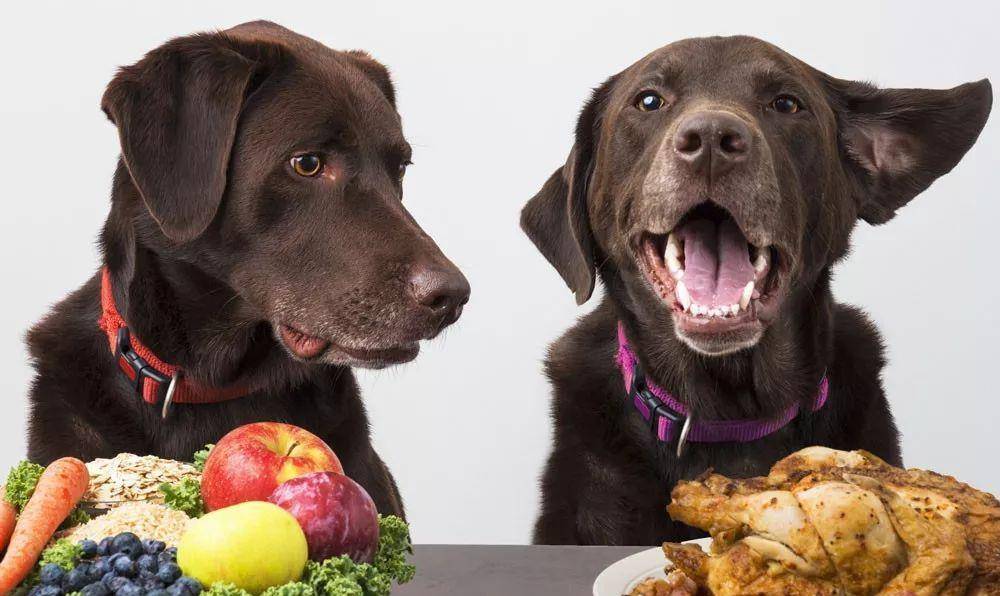 主人|主人常做这几件事,会让狗狗幸福感“爆表”!