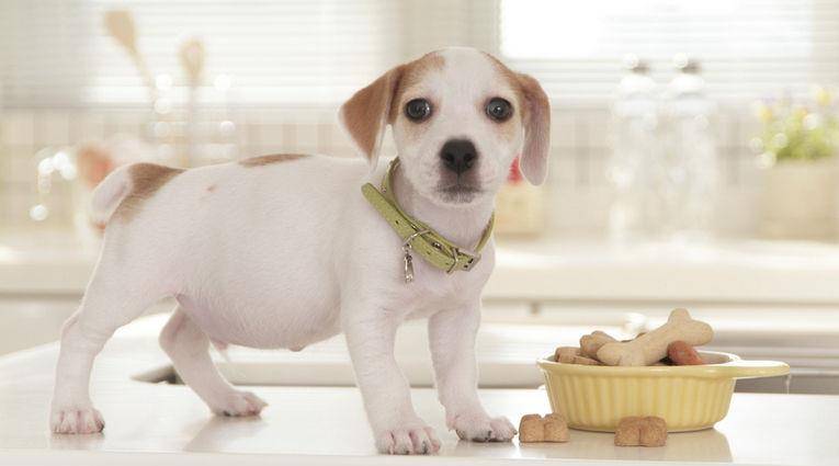 主人|主人常做这几件事，会让狗狗幸福感“爆表”！