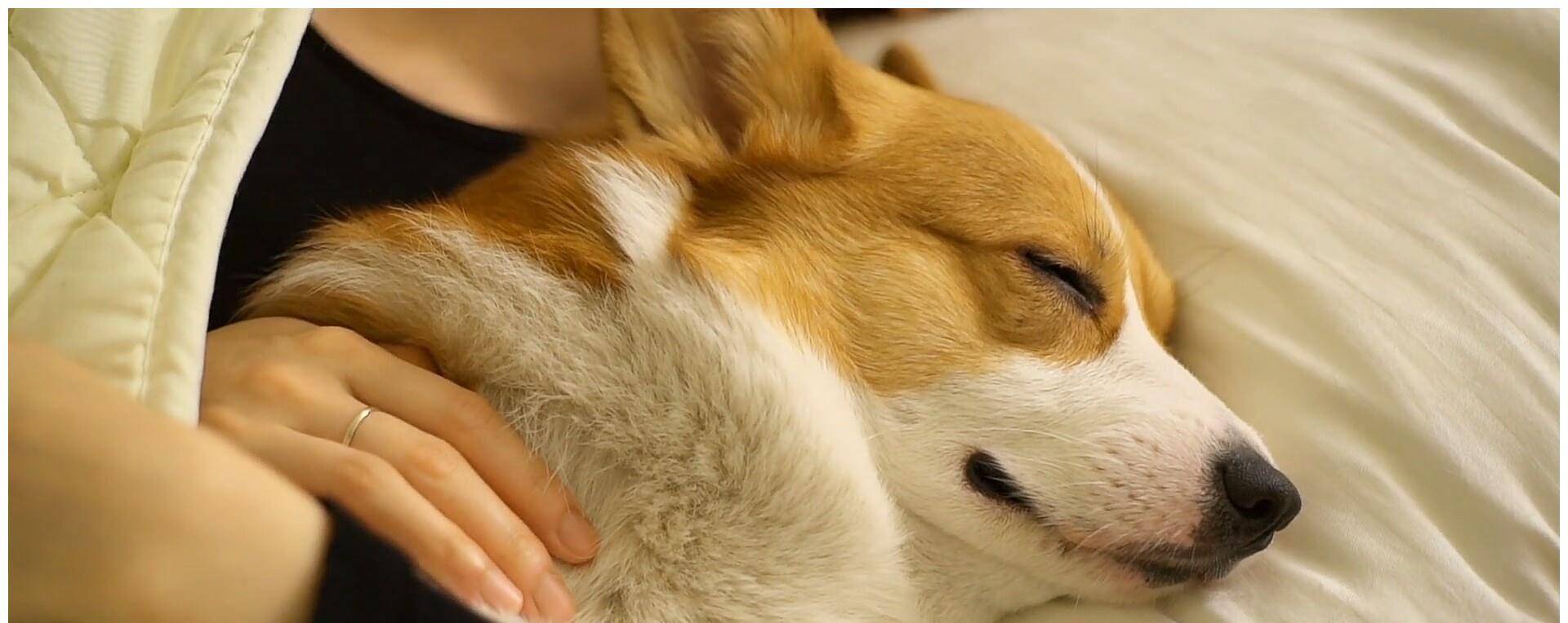 时间|柯基的睡觉位置，暴露了你的重要程度，别不相信