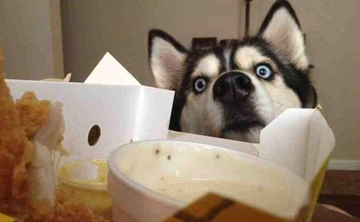 食欲|狗狗最喜欢这7件事,铲屎官多做,它会越来越爱你的