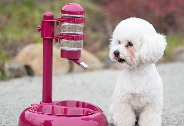 体重|养狗小知识:狗狗每天要喝多少水?