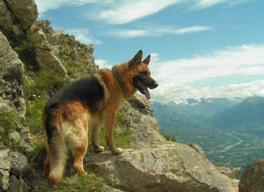 原创在收养德国牧羊犬狼之前你需要知道的事