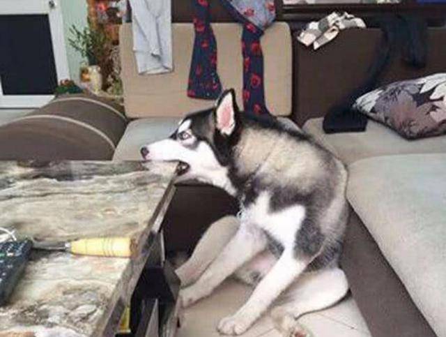 注意力|按网上的训狗方法做,怎么老失败?原因可能出在主人身上