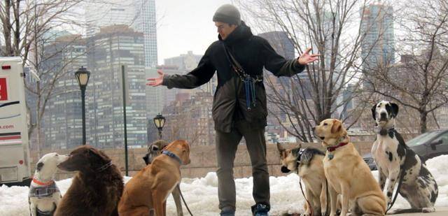 注意力|按网上的训狗方法做,怎么老失败?原因可能出在主人身上